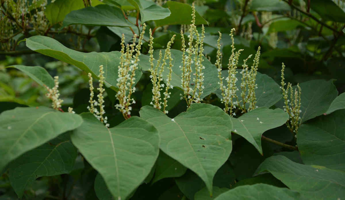 Japanese knotweed with spade shaped leaves